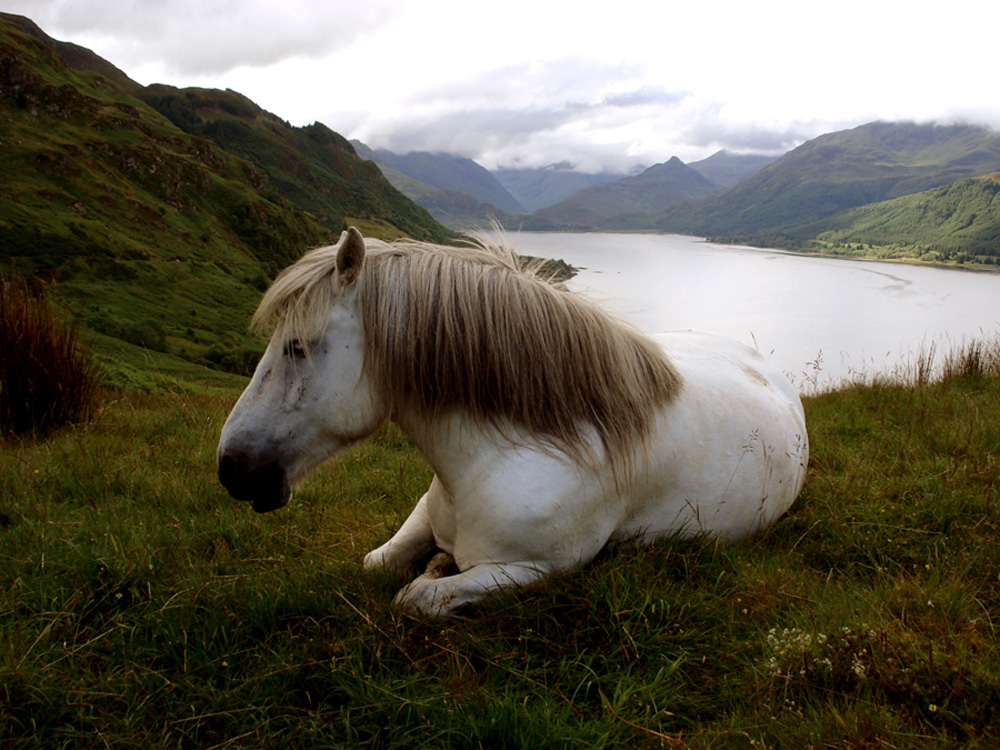 Highlandpony