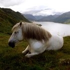 Highlandpony