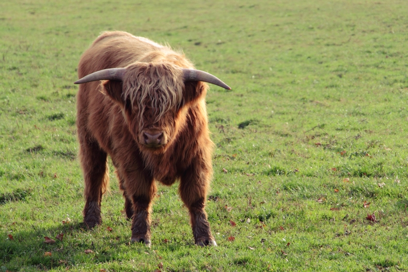 Highlandrind auf der Wiese