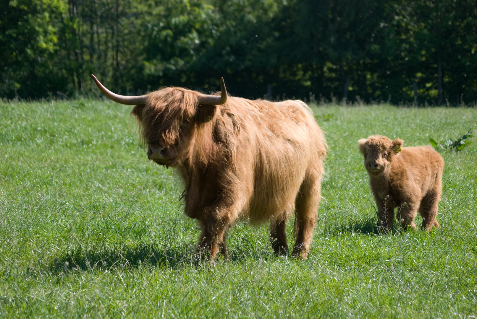 Highlandrinder