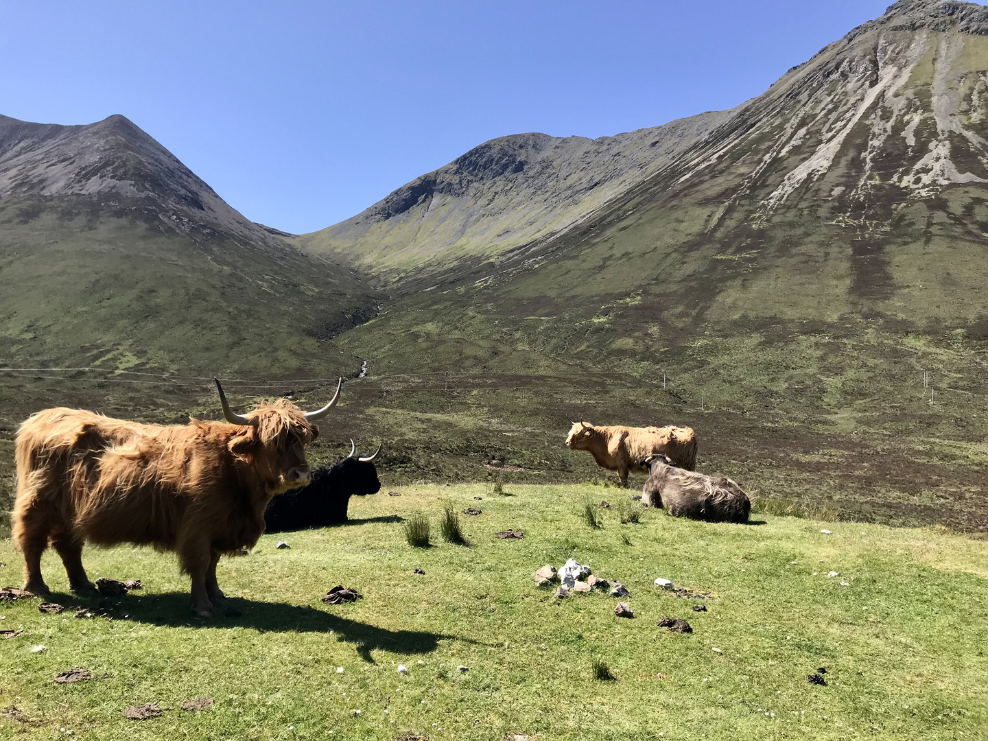 Highlandrinder in den Highlands