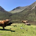 Highlandrinder in den Highlands