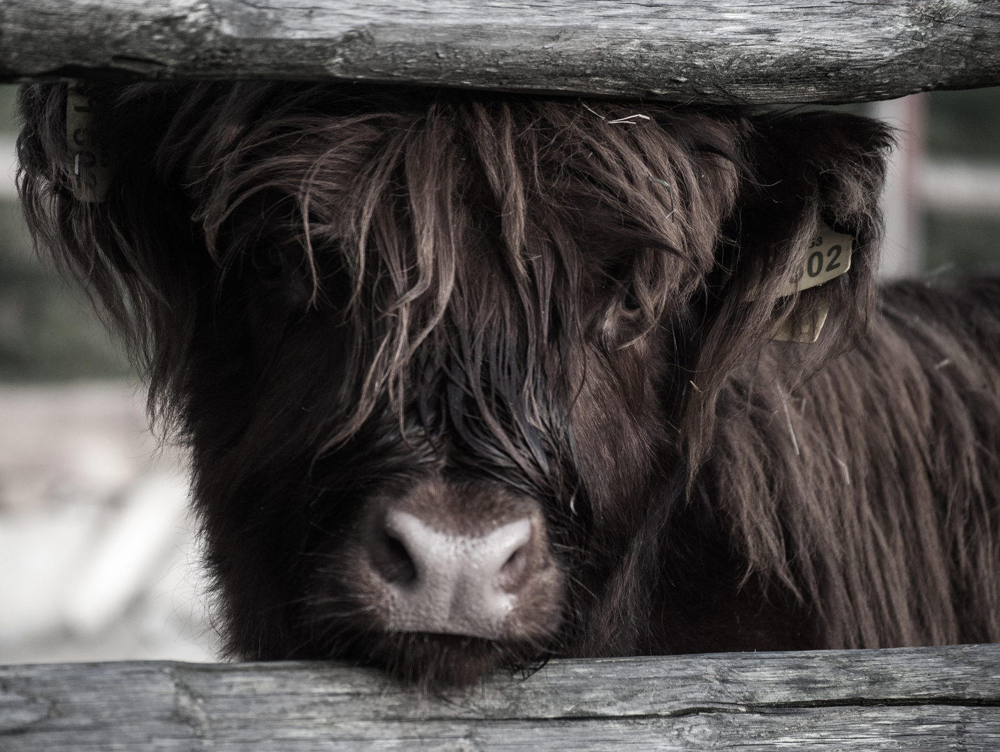 Highlandrinder - meine Lieblingstiere ..