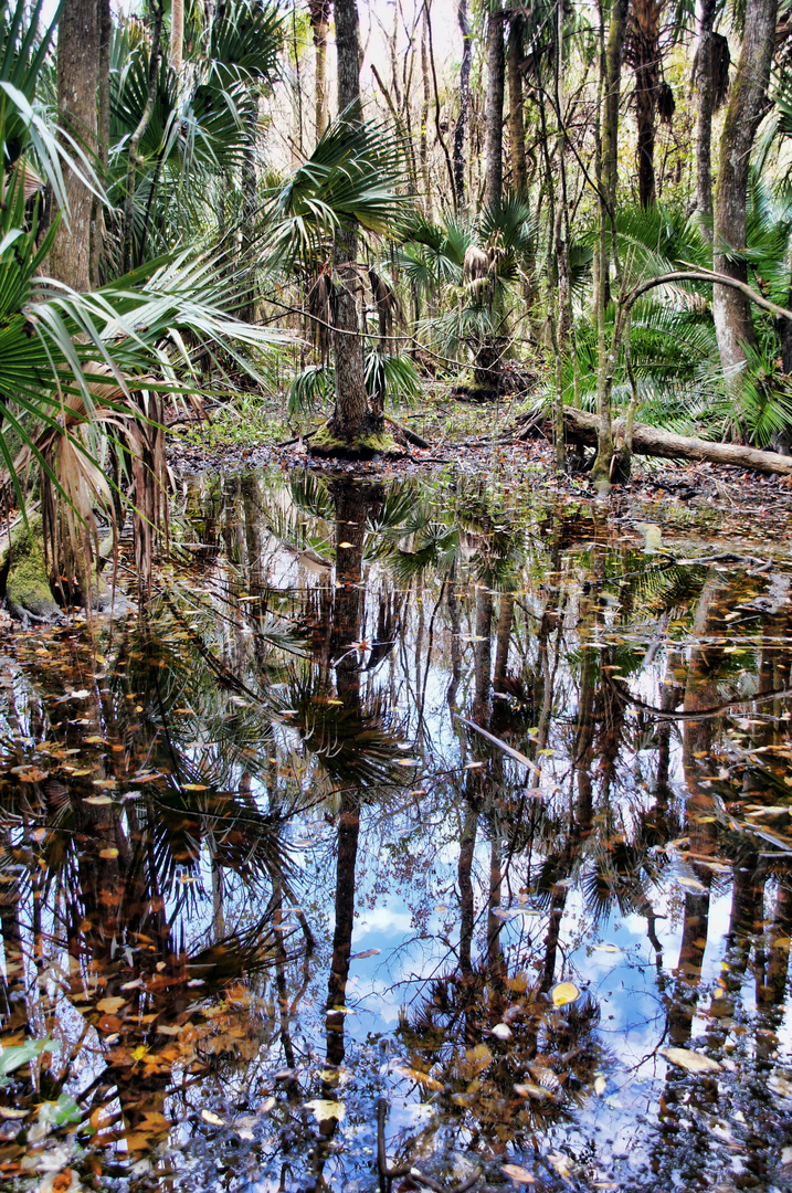 Highlands Hammock State Park in Florida 2