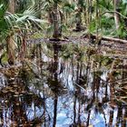 Highlands Hammock State Park in Florida 2