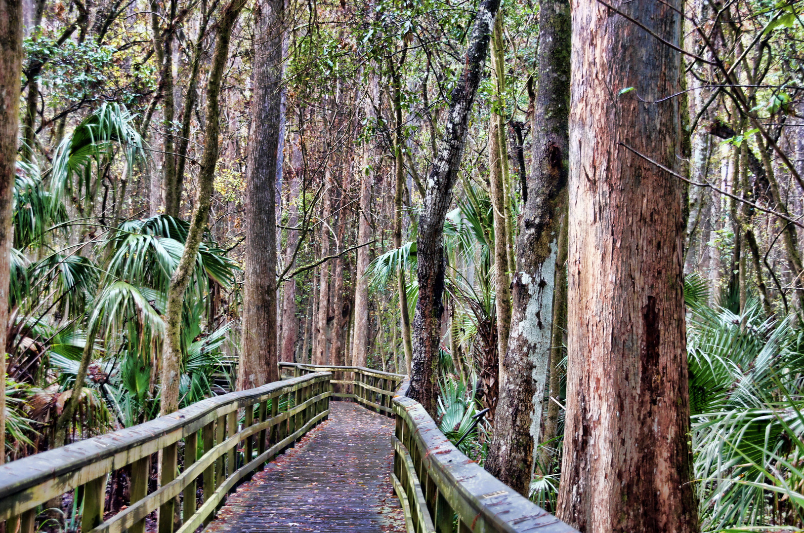 Highlands Hammock State Park in Florida