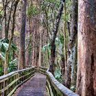 Highlands Hammock State Park in Florida