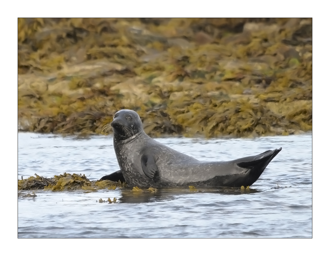 Highlands Seal