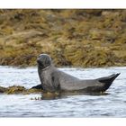 Highlands Seal