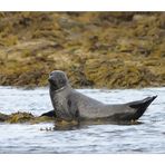 Highlands Seal