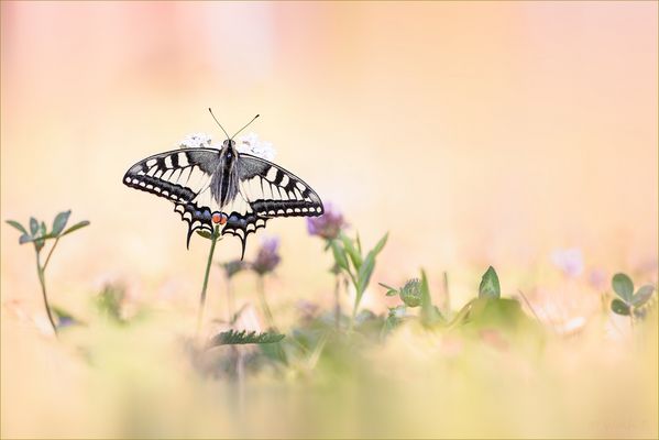 Highlight des Jahres