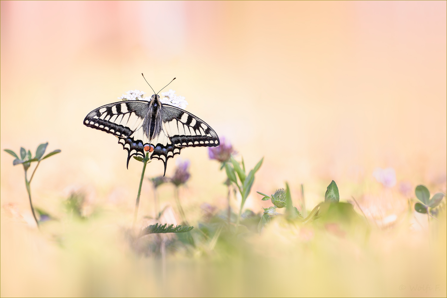 Highlight des Jahres