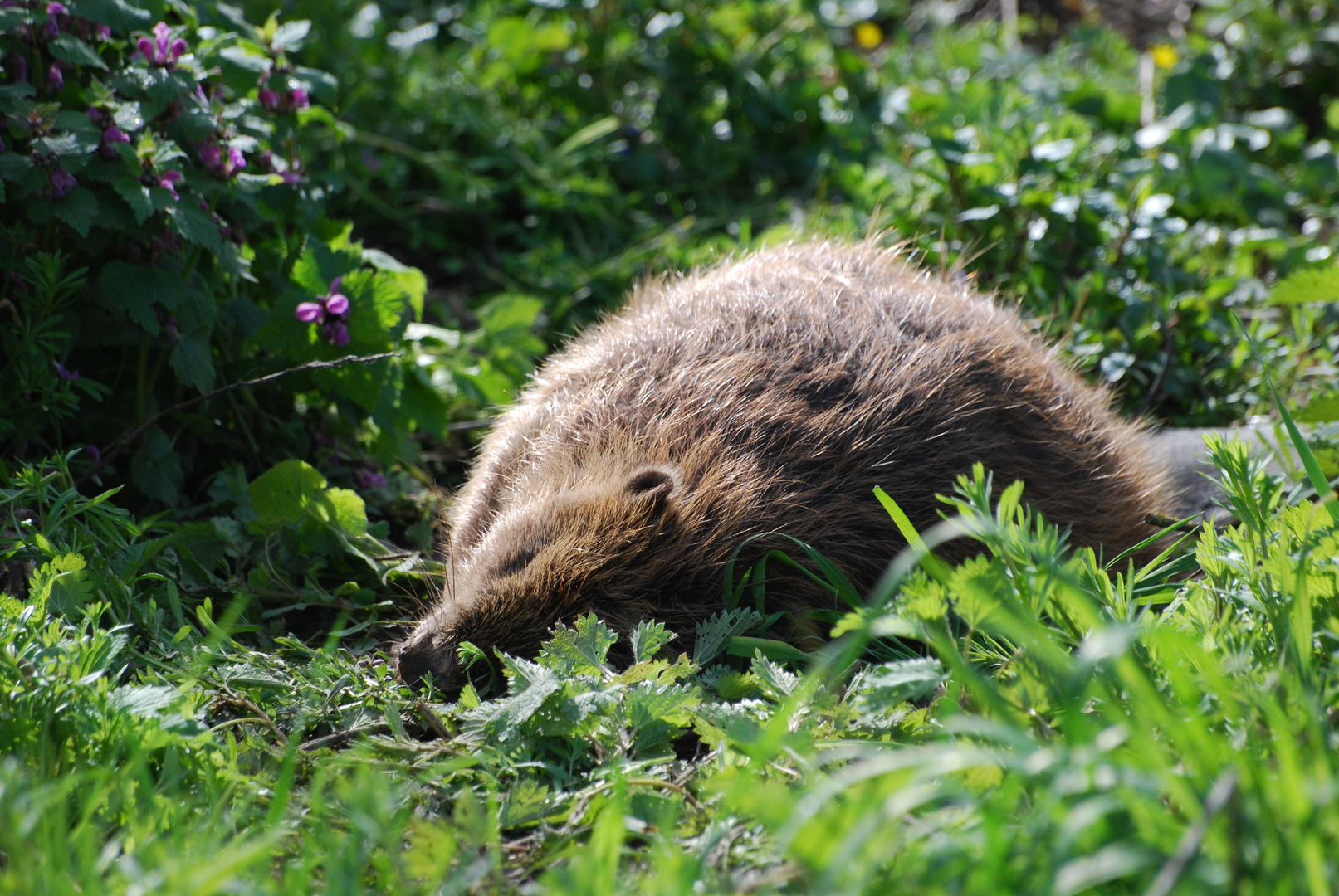 Highlight des Tages Foto &amp; Bild | tiere, wildlife, wildlife: sonstige ...