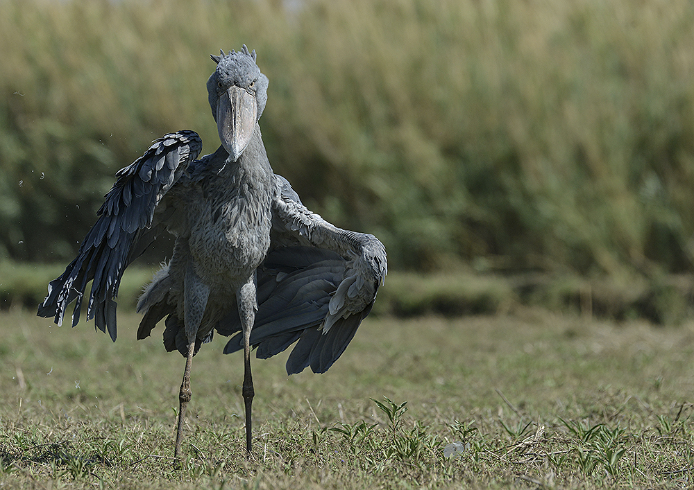 Highlight fuer Birder