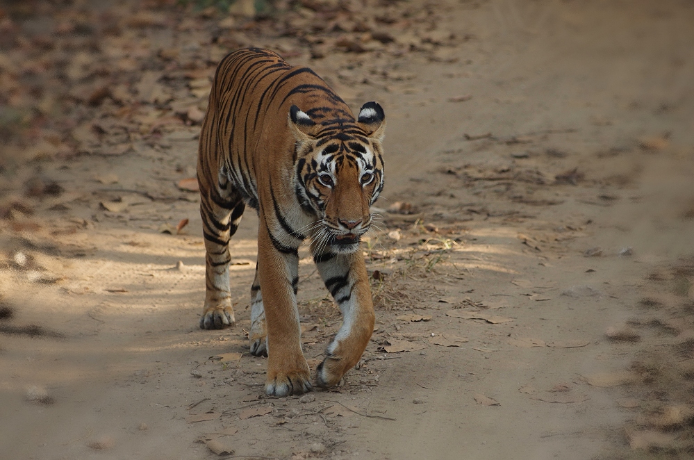 Highlight im Leben eines Hobbyfotografen - der Tiger