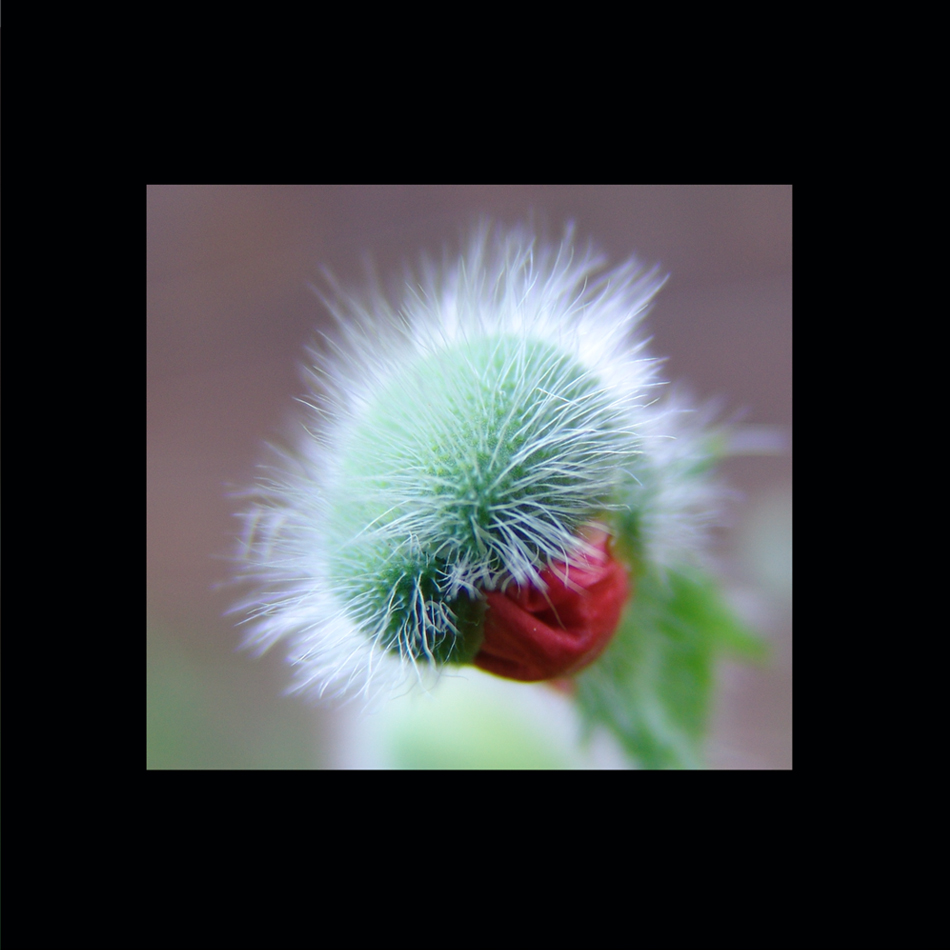 HighMohn