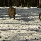 Highspeed-Frischlinge im Schnee