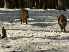 Highspeed-Frischlinge im Schnee