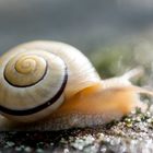 Highspeed Schnecke