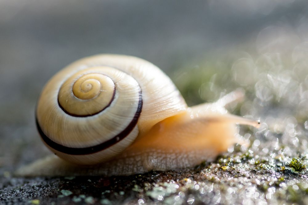 Highspeed Schnecke