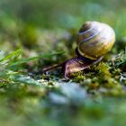 Highspeed-Schnecke