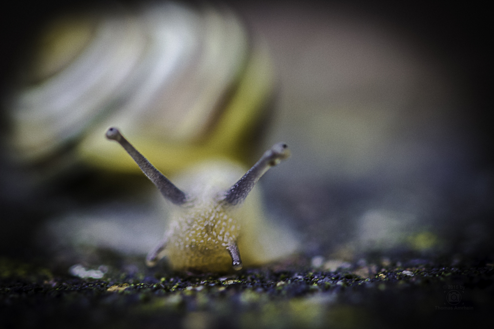 "Highspeed-Snail"