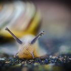 "Highspeed-Snail"