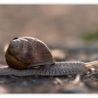 Highspeed unter Naturschutz!!!