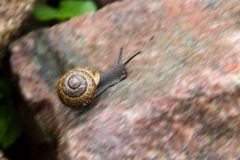 Highspeedschnecke