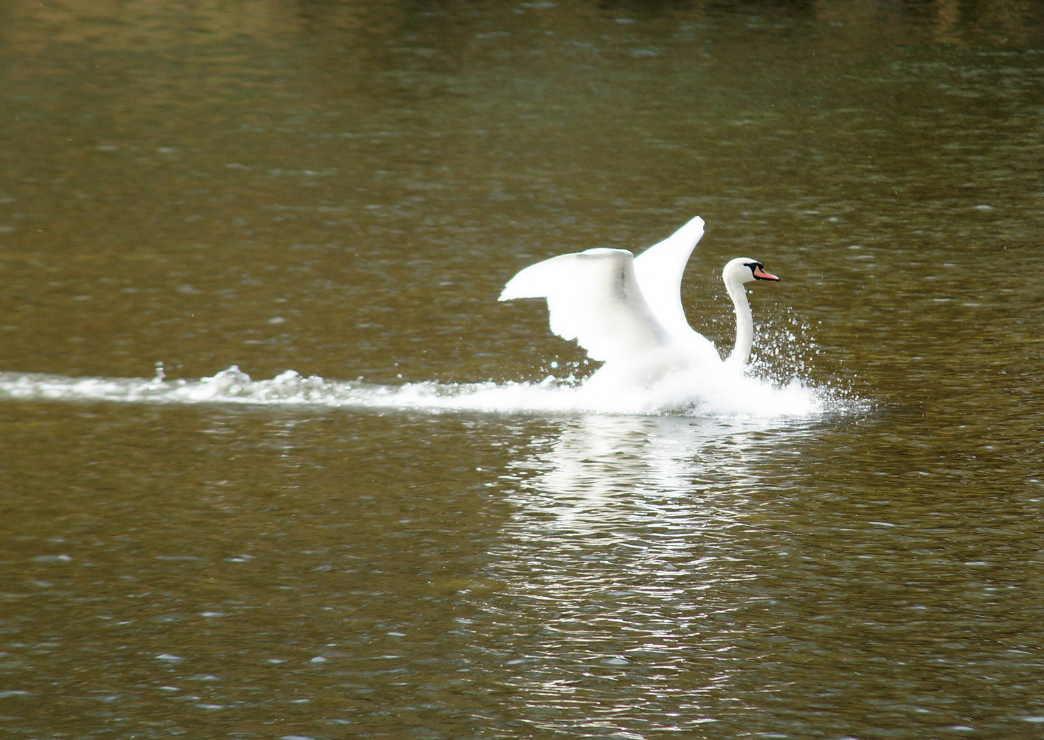 Highspeedswan