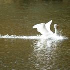 Highspeedswan