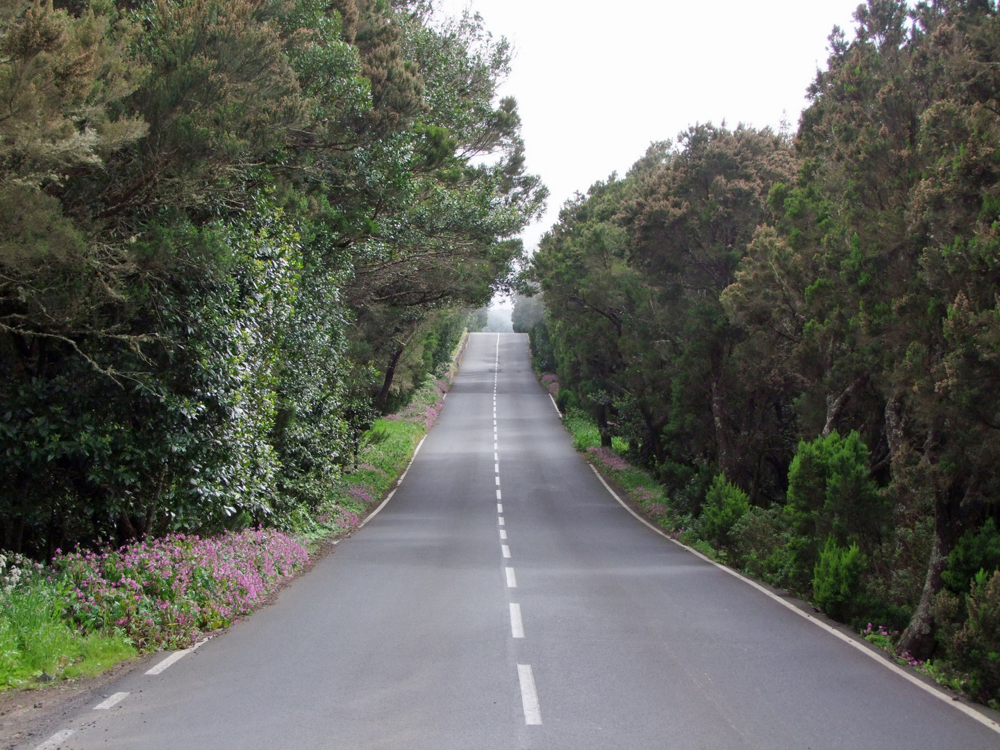 Highway durch den Nebelwald