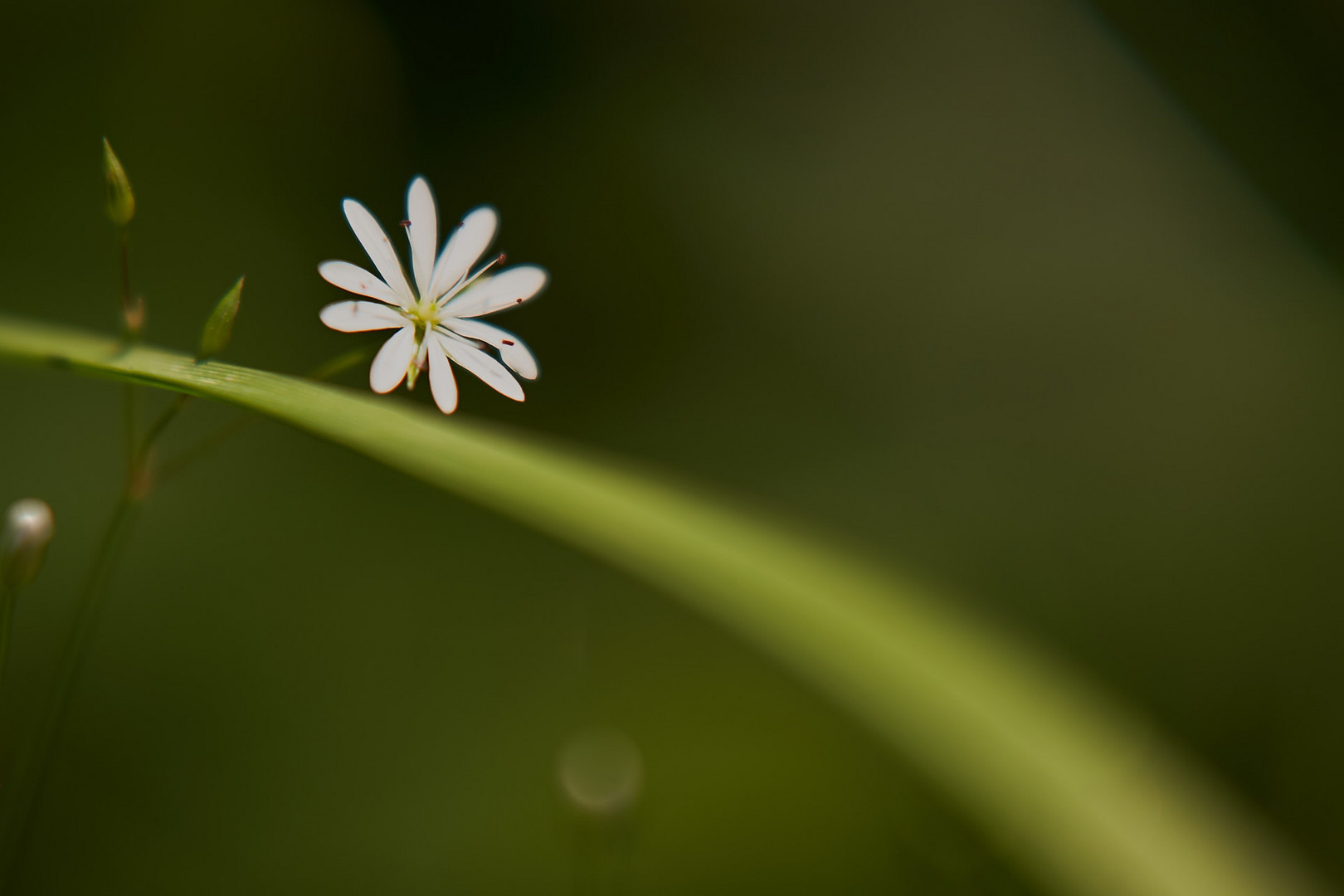 Highway to bloom