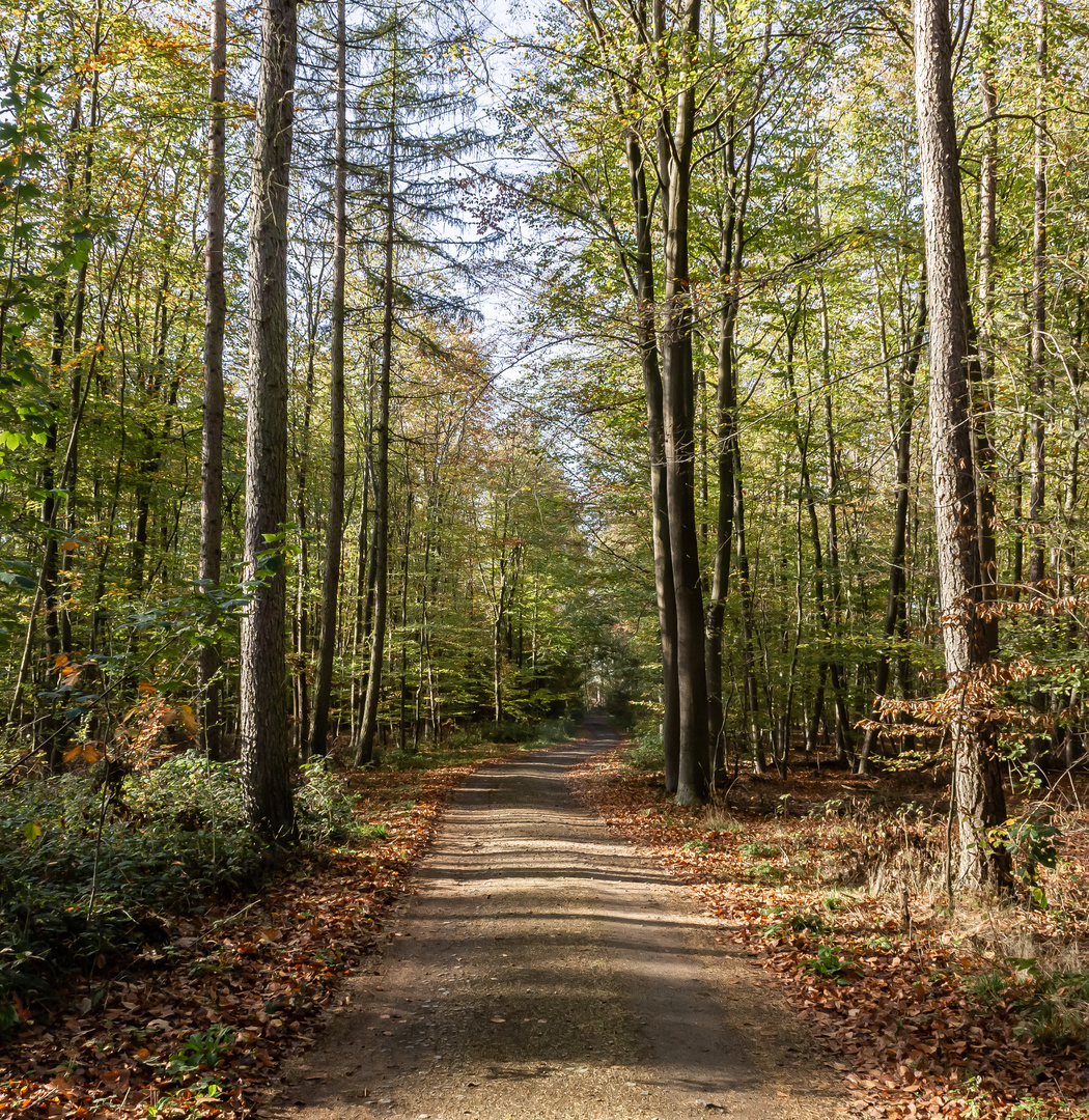 Highwood Forrest