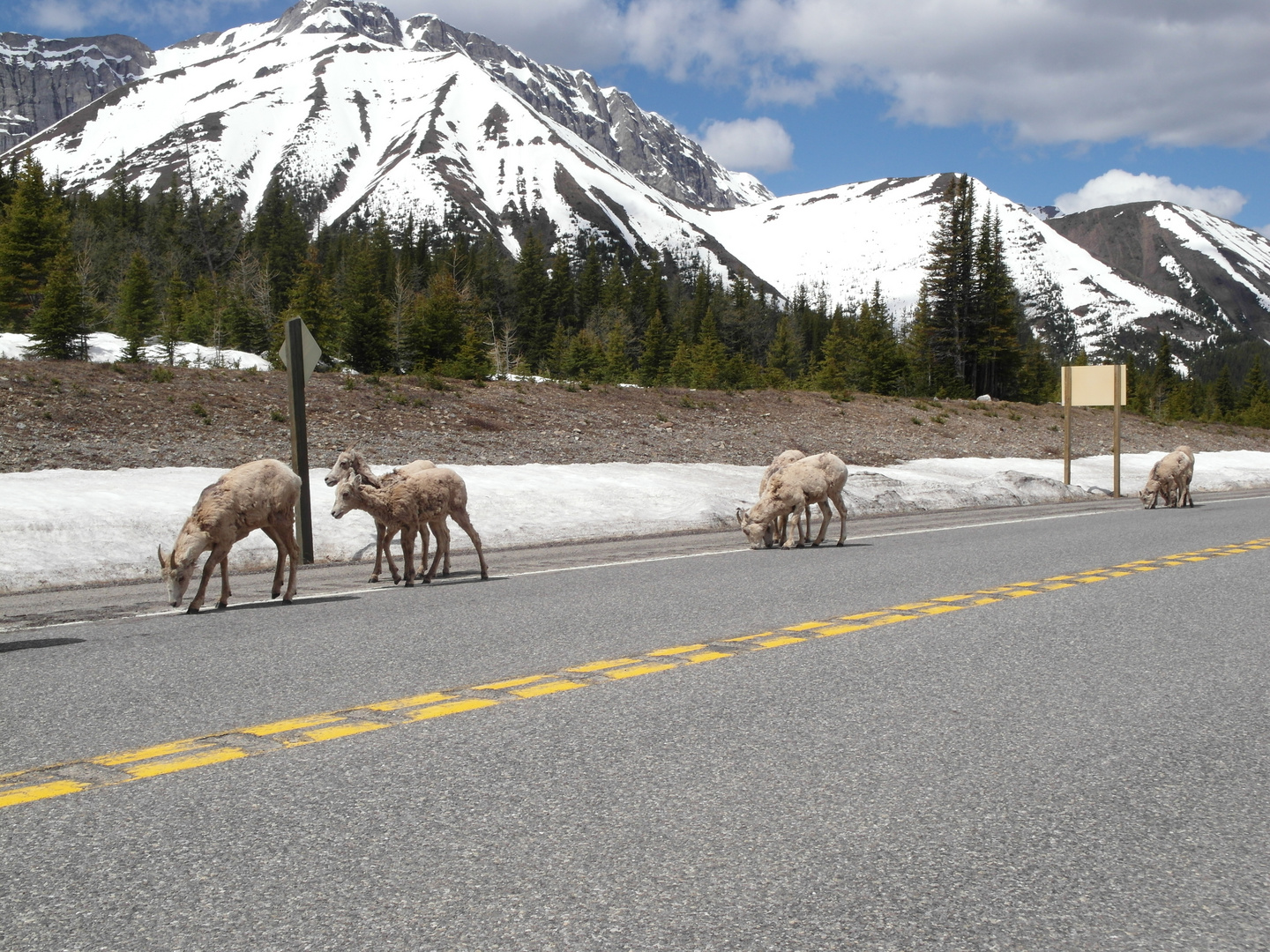 Highwood Pass 2206 Meter