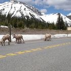 Highwood Pass 2206 Meter