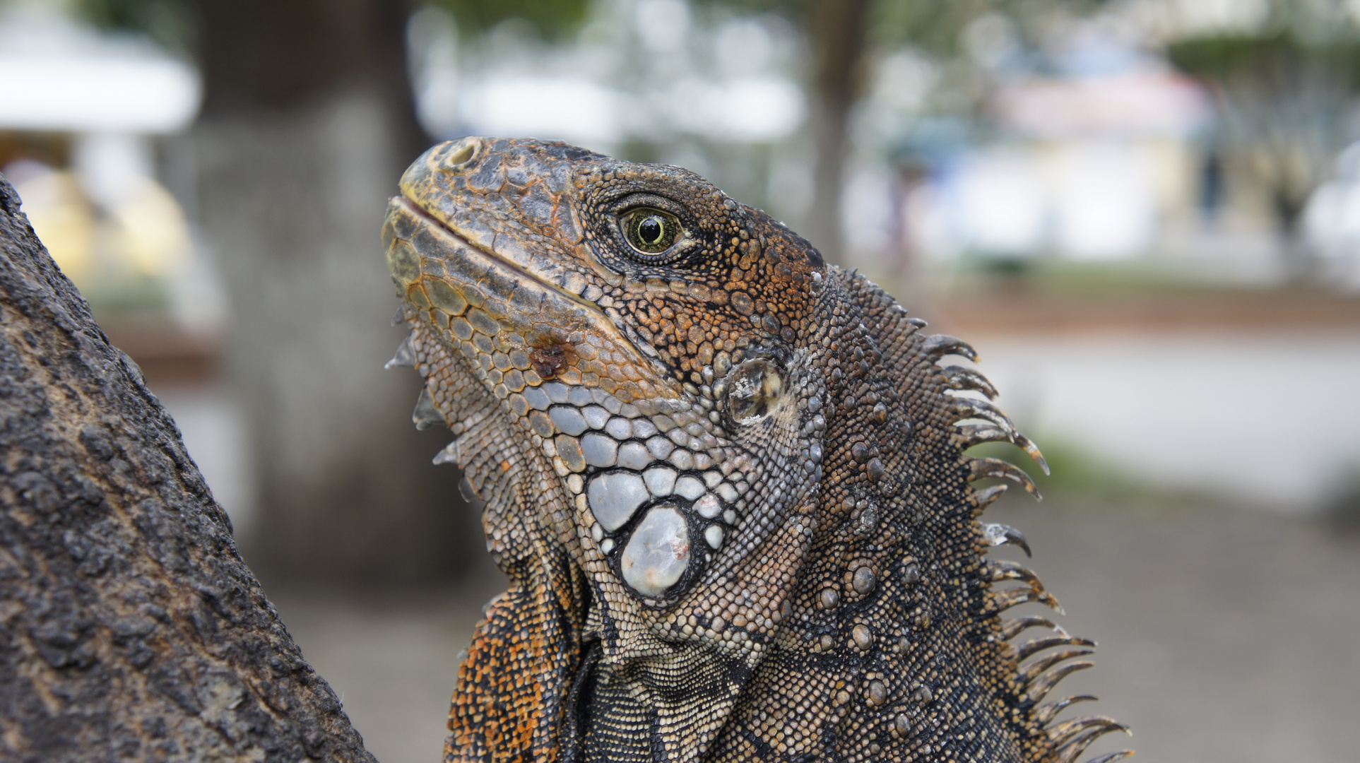 HIGUANA CARTAGUEÑA