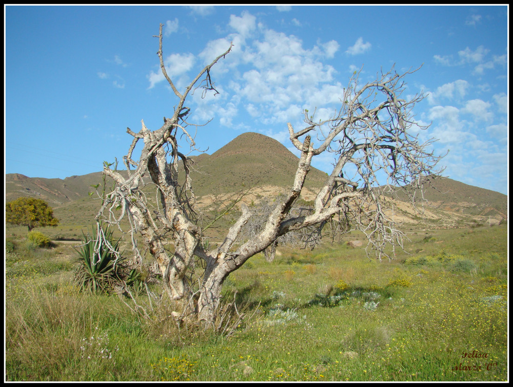 Higuera a punto de comenzar a florecer