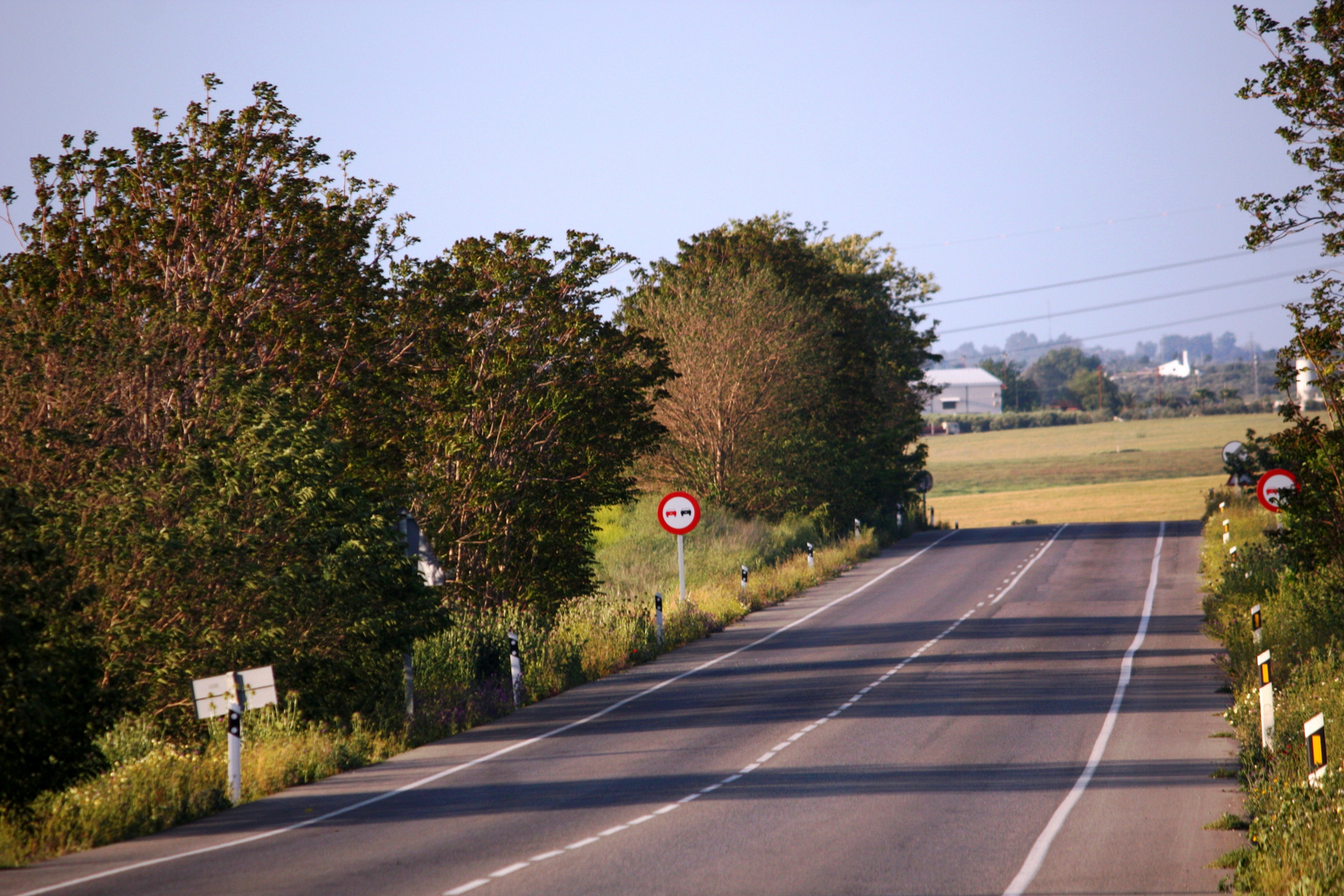 higueras al borde del camino