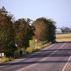 higueras al borde del camino