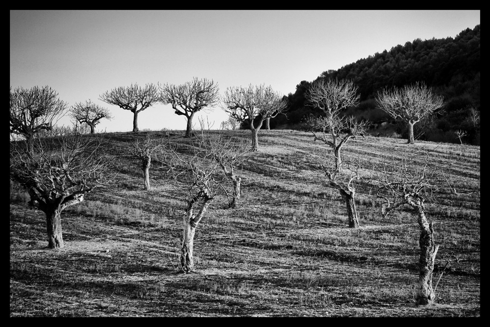 Higueras blancas y negras