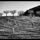 Higueras blancas y negras