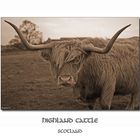 Hihgland Cattle