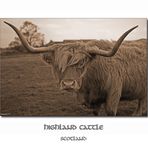 Hihgland Cattle