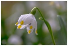 Hihi, das kitzelt... oder: ...das Frühlingsglöckchen läutet schon...