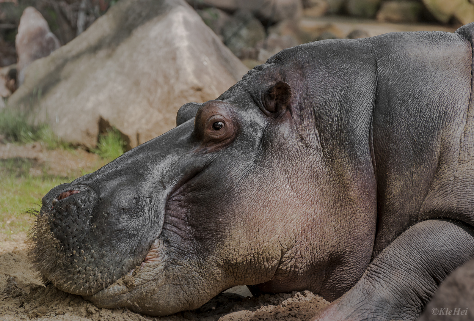 Hihi Grins Ich Bin Das Gefahrlichste Tier Afrikas Foto Bild Tiere Zoo Wildpark Falknerei Zoolandschaften Bilder Auf Fotocommunity