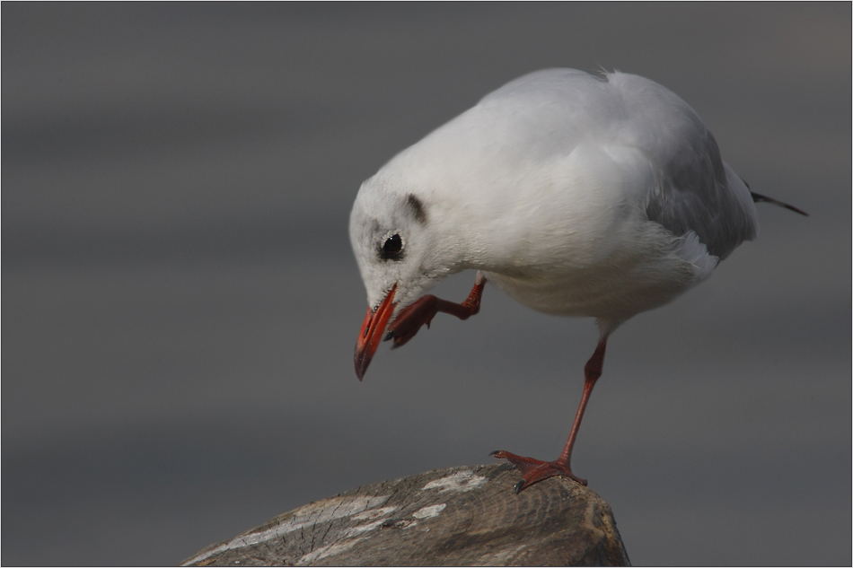 " Hihi - ich werde fotografiert ! "