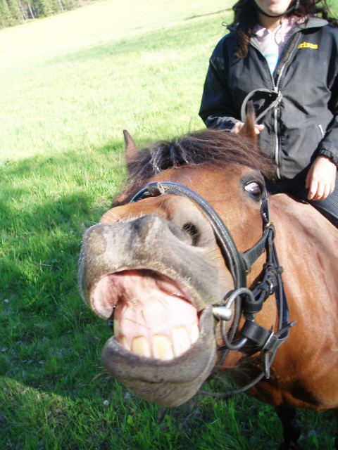 hihi my horse