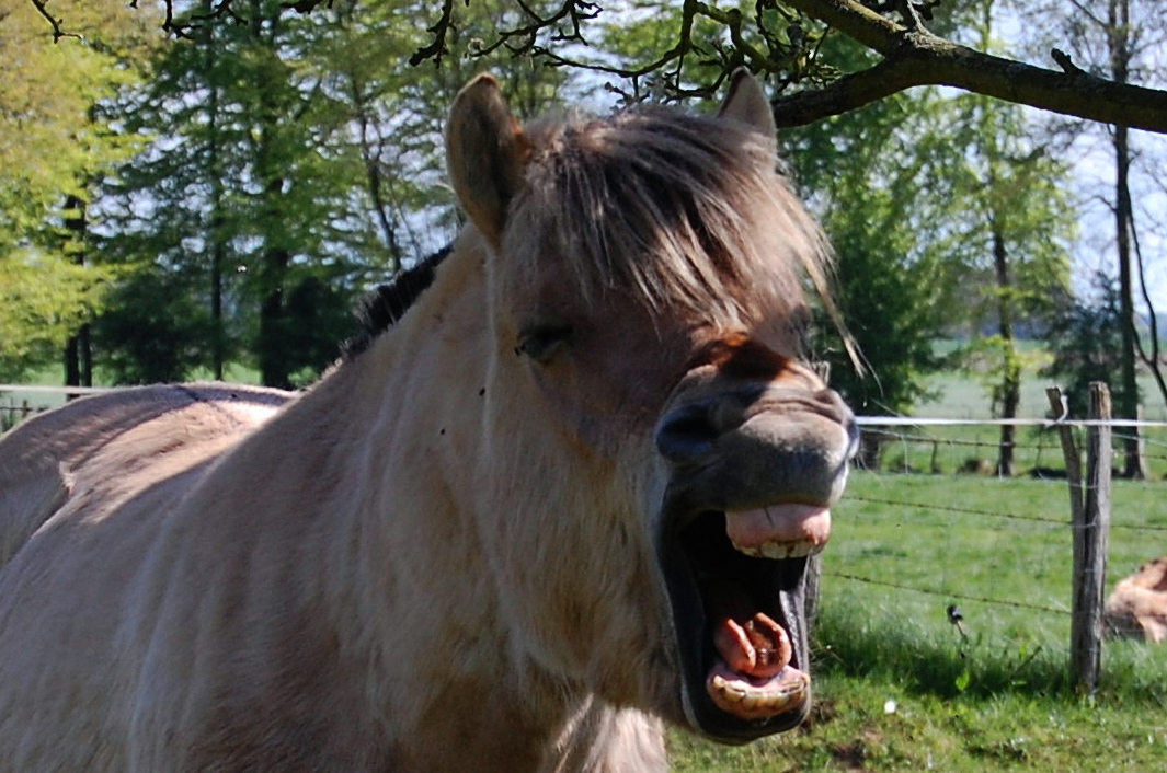 Hihihihi !!!! Elle est bien bonne celle-là !!!!