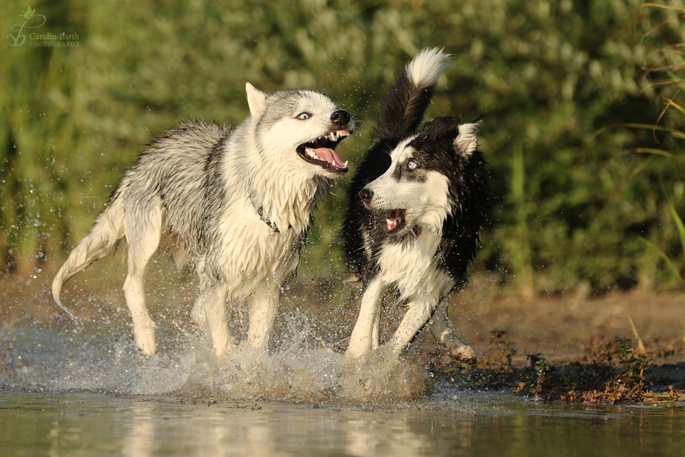 Hiiiiilfeeee... ein böser Wolf... 